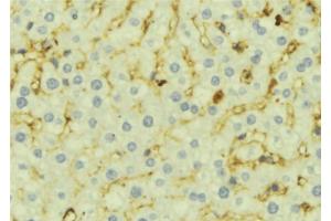 ABIN6276944 at 1/100 staining Mouse liver tissue by IHC-P. (CCL21 抗体  (C-Term))