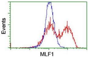 HEK293T cells transfected with either RC202774 overexpress plasmid (Red) or empty vector control plasmid (Blue) were immunostained by anti-MLF1 antibody (ABIN2455826), and then analyzed by flow cytometry. (MLF1 抗体)