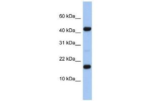 FLJ37543 antibody used at 1 ug/ml to detect target protein. (FLJ37543 抗体  (N-Term))
