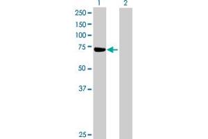 Western Blot analysis of ZNF471 expression in transfected 293T cell line by ZNF471 MaxPab polyclonal antibody. (ZNF471 抗体  (AA 1-626))