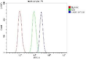 Flow Cytometry analysis of SiHa cells using anti-CHD2 antibody (ABIN7602759). (CHD2 抗体  (C-Term))