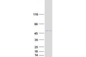 Western Blotting (WB) image for Proximal Sequence Element 1 (SPDEF) protein (Myc-DYKDDDDK Tag) (ABIN2732544)