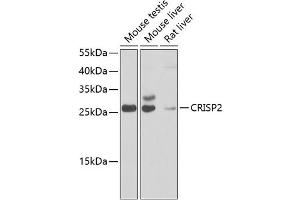 Western blot analysis of extracts of various cell lines, using CRISP2 antibody  at 1:1000 dilution. (CRISP2 抗体  (AA 22-243))