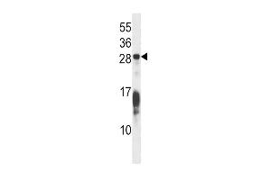 Western blot analysis in Hela cell line lysates (35ug/lane). (RAP1B 抗体  (C-Term))