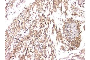 anti-Cystatin C (CST3) (AA 31-146) antibody