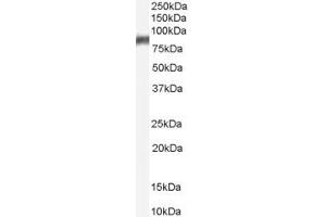 Western Blotting (WB) image for anti-Arachidonate 5-Lipoxygenase (ALOX5) (AA 651-666) antibody (ABIN292658) (ALOX5 抗体  (AA 651-666))