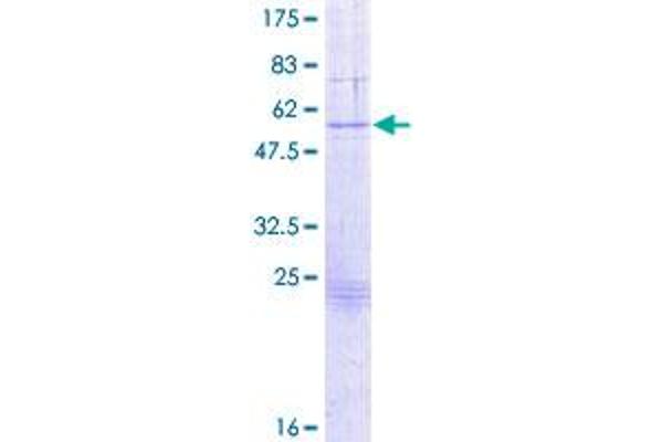 GZMB Protein (AA 1-247) (GST tag)