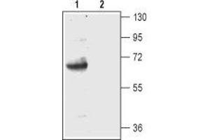 Western Blotting (WB) image for anti-Solute Carrier Family 1 (Glial High Affinity Glutamate Transporter), Member 2 (SLC1A2) (Extracellular) antibody (ABIN7043660)