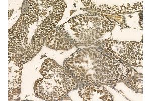 WEE1 Mouse Monoclonal Antibody at 1/100 staining mouse testis tissue by IHC-P. (WEE1 抗体)