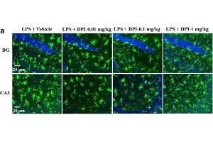 Immunofluorescence (Paraffin-embedded Sections) (IF (p)) image for anti-Ionized Calcium-binding Adapter Molecule 1 (IBA1) (C-Term) antibody (ABIN2857032)