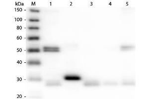 Western Blot of Anti-Rat IgG (H&L) (DONKEY) Antibody (Min X Bv Ch Gt GP Ham Hs Hu Ms Rb & Sh Serum Proteins) . (驴 anti-大鼠 IgG (Heavy & Light Chain) Antibody - Preadsorbed)