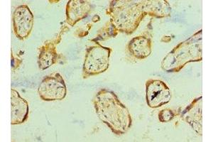 Immunohistochemistry of paraffin-embedded human placenta tissue using ABIN7161704 at dilution of 1:100 (SCP2 抗体  (AA 1-322))