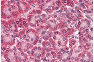 Human Pancreas (formalin-fixed, paraffin-embedded) stained with CARD6 antibody ABIN337011 at 5 ug/ml followed by biotinylated anti-goat IgG secondary antibody ABIN481715, alkaline phosphatase-streptavidin and chromogen. (CARD6 抗体  (AA 2-15))