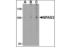 Western blot analysis of NPAS3 in rat brain tissue lysate with this product at (A) 0. (NPAS3 抗体  (Center))