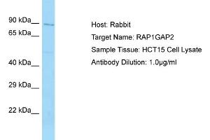 Host: Rabbit Target Name: RAP1GAP2 Sample Tissue: Human HCT15 Whole Cell Antibody Dilution: 1ug/ml (RAP1GAP2 抗体  (N-Term))