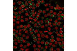 Immunofluorescent staining of paraformaldehyde-fixed Ramos cells using CD22-Monospecific Mouse Monoclonal Antibody (BLCAM/1795) followed by goat anti-Mouse IgG conjugated to CF488 (green).