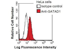 HeLa cells were fixed in 2% paraformaldehyde/PBS and then permeabilized in 90% methanol. (GATAD1 抗体)