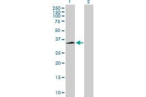 Western Blot analysis of CXCR2 expression in transfected 293T cell line by CXCR2 MaxPab polyclonal antibody. (CXCR2 抗体  (AA 1-360))