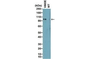 Western blot analysis of cell lysates prepared from cell lines expressing endogenous mutant (V600E) BRAF or wild type (WT) protein with recombinant BRAF V600E antibody. (Recombinant BRAF 抗体  (Val600Glu-Mutant))