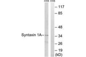 Western blot analysis of extracts from COS7 cells, using Syntaxin 1A (Ab-14) Antibody. (STX1A 抗体  (AA 1-50))
