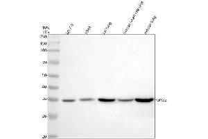 Western blot analysis of GNB2 using anti-GNB2 antibody (ABIN7605003).