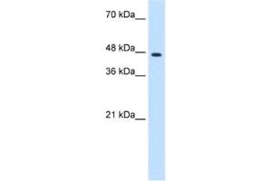 Western Blotting (WB) image for anti-Zinc Finger Protein 213 (ZNF213) antibody (ABIN2461194) (ZNF213 抗体)
