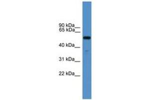 Image no. 1 for anti-Relaxin 3 Receptor 1 (RXFP3) (AA 51-100) antibody (ABIN6746607) (Relaxin 3 Receptor 1 抗体  (AA 51-100))