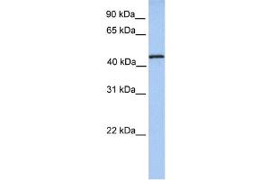 WB Suggested Anti-TRMT11 Antibody Titration:  0. (Trmt11 抗体  (N-Term))