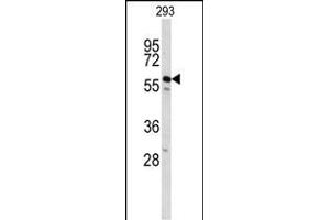 Western blot analysis of CDC14B Antibody (Center) (ABIN653024 and ABIN2842645) in 293 cell line lysates (35 μg/lane). (CDC14B 抗体  (AA 188-215))