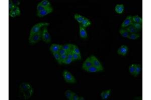 Immunofluorescence staining of HepG2 cells with ABIN7164019 at 1:166, counter-stained with DAPI. (KCNV2 抗体  (AA 1-155))