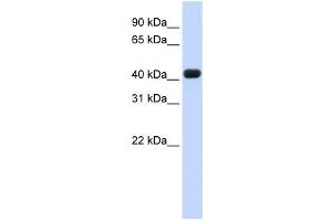Western Blotting (WB) image for anti-RNA terminal Phosphate Cyclase Domain 1 (RTCD1) antibody (ABIN2458503) (RTCD1 抗体)