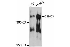 Western blot analysis of extracts of various cell lines, using CSMD3 antibody. (CSMD3 抗体)