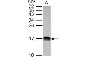 Western Blotting (WB) image for anti-NADH Dehydrogenase (Ubiquinone) 1 beta Subcomplex, 4, 15kDa (NDUFB4) (AA 1-129) antibody (ABIN1501991) (NDUFB4 抗体  (AA 1-129))