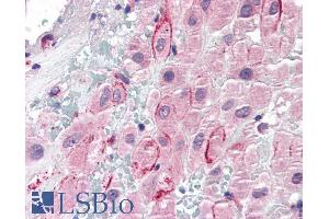 ABIN185425 (5µg/ml) staining of paraffin embedded Human Placenta. (Osteopontin 抗体  (C-Term))