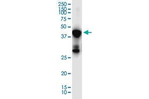 Western Blotting (WB) image for anti-Solute Carrier Family 7, Member 6 Opposite Strand (SLC7A6OS) (AA 1-309) antibody (ABIN2752449)