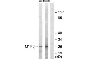 Western blot analysis of extracts from 293 cells and HepG2 cells, using MYF6 antibody.