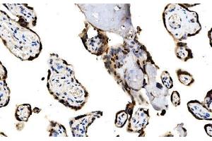 IHC analysis of MAFF using anti-MAFF antibody (ABIN7599317).