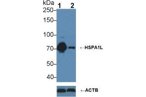 Western blot analysis of (1) Wild-type HeLa cell lysate, and (2) HSPA1L knockout HeLa cell lysate, using Mouse Anti-Human HSPA1L Antibody (3 µg/ml) and HRP-conjugated Goat Anti-Mouse antibody (