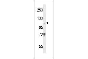 Western blot analysis of JMJD2B Antibody (N-term) (ABIN653341 and ABIN2842825) in K562 cell line lysates (35 μg/lane). (KDM4B 抗体  (N-Term))