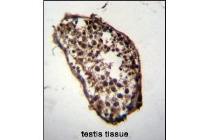 MLF1 Antibody (C-term) (ABIN652233 and ABIN2840968) immunohistochemistry analysis in formalin fixed and paraffin embedded human testis tissue followed by peroxidase conjugation of the secondary antibody and DAB staining. (MLF1 抗体  (C-Term))