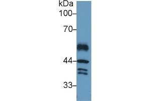 Western Blotting (WB) image for anti-Interferon Regulatory Factor 1 (IRF1) (AA 44-319) antibody (ABIN7433789)