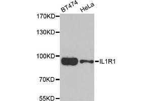 Western blot analysis of extracts of various cell lines, using IL1R1 antibody (ABIN5974995) at 1/1000 dilution. (IL1R1 抗体)