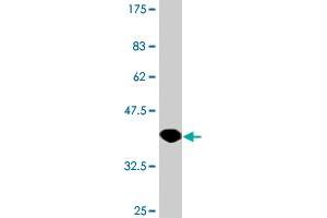 Western Blot detection against Immunogen (37. (HPD 抗体  (AA 160-269))