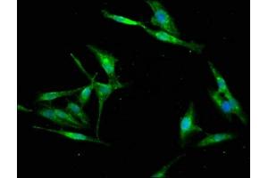 Immunofluorescence staining of Hela cells with ABIN7168275 at 1:133, counter-stained with DAPI.