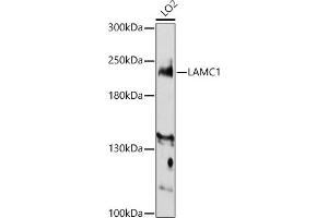Western blot analysis of extracts of LO2 cells, using L antibody (ABIN7268186) at 1:3000 dilution. (Laminin gamma 1 抗体  (AA 1300-1609))