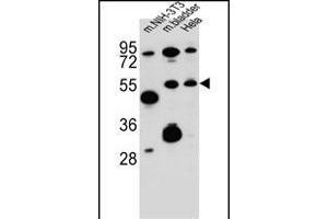 SMOC1 Antibody (C-term) (ABIN657596 and ABIN2846595) western blot analysis in mouse NIH-3T3 cell line and mouse bladder tissue and Hela cell line lysates (35 μg/lane).