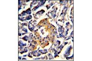 AP17766PU-N SRP72 antibody staining of Formalin-Fixed, Paraffin-Embedded Human pancreas using peroxidase-conjugated to the secondary antibody, followed by DAB staining. (SRP72 抗体  (Middle Region))