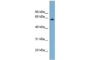 WB Suggested Anti-C12orf4  Antibody Titration: 0. (C12orf4 抗体  (Middle Region))