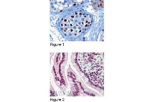 Immunohistochemistry (IHC) image for anti-Karyopherin (Importin) alpha 4 (KPNA4) (C-Term) antibody (ABIN185160)