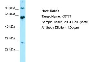 Western Blotting (WB) image for anti-Keratin 71 (KRT71) (Middle Region) antibody (ABIN2774427) (Keratin 71 抗体  (Middle Region))